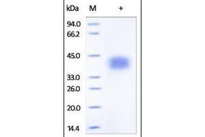SDS-PAGE (SDS) image for Tumor Necrosis Factor Receptor Superfamily, Member 1B (TNFRSF1B) (AA 23-257) (Active) protein (His tag) (ABIN2181842)