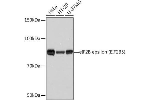 EIF2B5 antibody