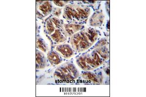 Connexin 37 Antibody (GJA4) immunohistochemistry analysis in formalin fixed and paraffin embedded human stomach tissue followed by peroxidase conjugation of the secondary antibody and DAB staining. (GJA4 antibody  (C-Term))