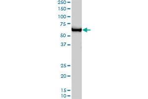 GTF2H1 monoclonal antibody (M01), clone 1F12-1B5. (GTF2H1 antibody  (AA 1-548))