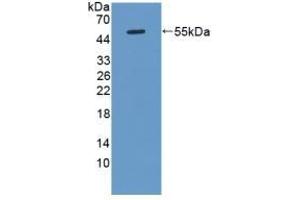 Detection of Recombinant KLK8, Rat using Polyclonal Antibody to Kallikrein 8 (KLK8) (Kallikrein 8 antibody  (AA 34-260))