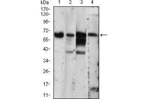 Western blot analysis using EIF2AK2 mouse mAb against A431 (1), THP-1 (2), MCF-7 (3), PC-12 (4) cell lysate. (EIF2AK2 antibody  (AA 329-551))