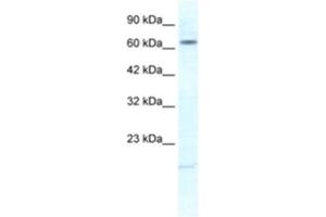 Western Blotting (WB) image for anti-Potassium Voltage-Gated Channel, Subfamily H (Eag-Related), Member 6 (KCNH6) antibody (ABIN2461136) (KCNH6 antibody)
