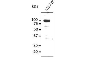 ATP1A1 Antikörper  (N-Term)