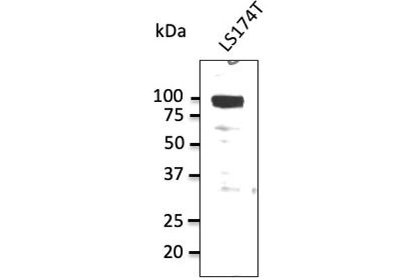 ATP1A1 Antikörper  (N-Term)