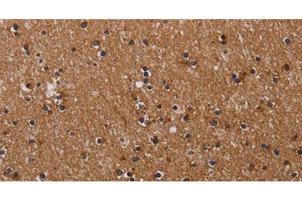CLDND1 antibody