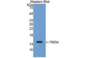 Detection of Recombinant GAL1, Bovine using Monoclonal Antibody to Galectin 1 (GAL1) (LGALS1/Galectin 1 antibody  (AA 1-135))