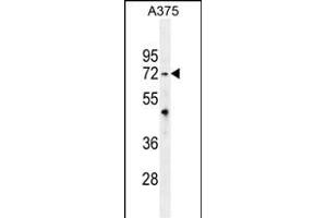 TRIM56 Antibody (C-term) (ABIN655758 and ABIN2845201) western blot analysis in  cell line lysates (35 μg/lane). (TRIM56 antibody  (C-Term))