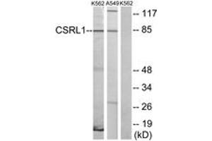 Western blot analysis of extracts from K562 cells/A549 cells, using CSRL1 Antibody. (CSRL1 (AA 400-449) antibody)
