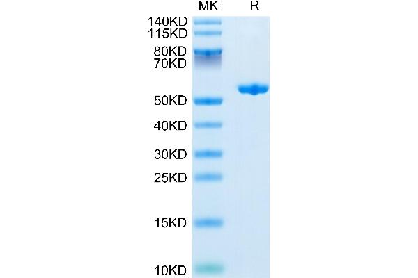 Adipsin Protein (AA 26-253) (Fc Tag)