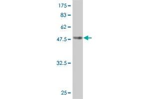 Western Blot detection against Immunogen (49. (Grancalcin antibody  (AA 1-217))