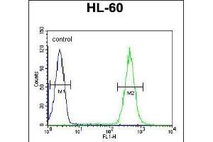 OBEC2 Antibody (N-term) 5701a flow cytometric analysis of HL-60 cells (right histogram) compared to a negative control cell (left histogram). (APOBEC2 antibody  (N-Term))