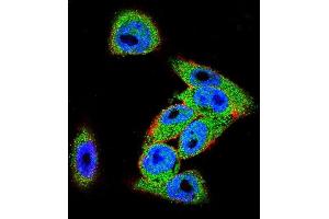 Confocal immunofluorescent analysis of DVL3 Antibody (C-term) (ABIN655969 and ABIN2845354) with  cell followed by Alexa Fluor 488-conjugated goat anti-rabbit lgG (green). (DVL3 antibody  (C-Term))