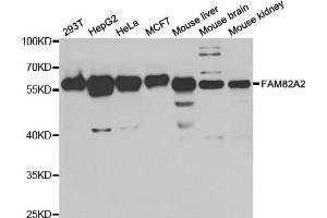 Western blot analysis of extracts of various cells, using RMDN3 antibody.