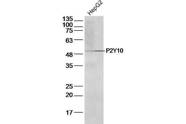 P2RY10 抗体  (AA 151-250)