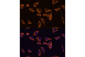 Immunofluorescence analysis of L929 cells using IL10RB antibody (ABIN7267983) at dilution of 1:100. (IL10RB antibody  (AA 20-220))