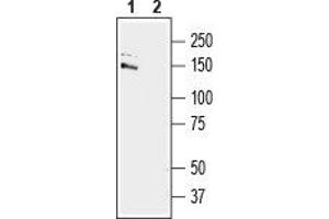 Western blot analysis of mouse brain lysate: - 1. (GRIP1 antibody  (C-Term, Intracellular))