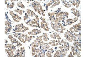 Image no. 1 for anti-Obg-Like ATPase 1 (OLA1) (AA 159-208) antibody (ABIN203101) (OLA1 antibody  (AA 159-208))
