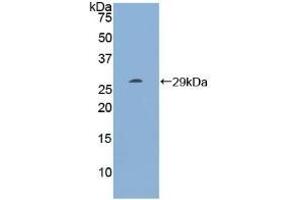 RNH1 抗体  (AA 218-444)