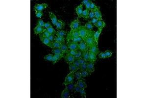 IF analysis of CD44 using anti-CD44 antibody (ABIN7603137). (CD44 antibody  (N-Term))