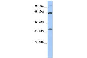 Western Blotting (WB) image for anti-Solute Carrier Family 24 (Sodium/potassium/calcium Exchanger), Member 6 (SLC24A6) antibody (ABIN2458803) (SLC24A6 antibody)