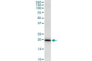 EEF1E1 MaxPab polyclonal antibody. (EEF1E1 antibody  (AA 1-174))