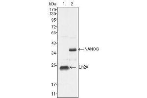 Western Blot showing NANOG antibody used against NTERA-2 cell lysate (2). (Nanog antibody  (AA 20-166))