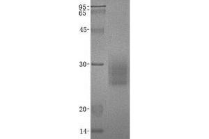 Validation with Western Blot