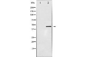 Western blot analysis of CDC37 expression in NIH-3T3 whole cell lysates,The lane on the left is treated with the antigen-specific peptide. (CDC37 antibody  (N-Term))