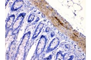 IHC testing of FFPE rat intestine tissue with CHRNA5 antibody at 1ug/ml. (CHRNA5 antibody  (AA 44-76))