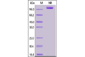 Human BAFF, Fc Tag, active trimer on  under ing (NR) condition. (BAFF Protein (AA 140-285) (Fc Tag))