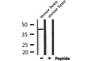 Western blot analysis of extracts from mouse brain, using CD244 Antibody. (2B4 antibody  (N-Term))