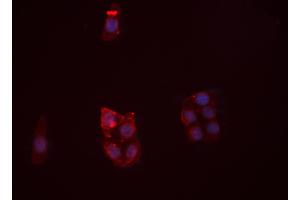 Immunofluorescence (fixed cells) (IF/ICC) image for anti-Platelet/endothelial Cell Adhesion Molecule (PECAM1) (C-Term) antibody (ABIN6264128)