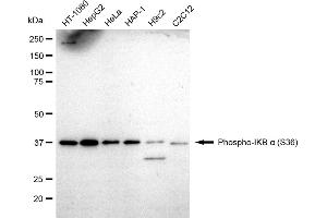 Western blotting analysis using Phospho-IKB alpha (S36) antibody (ABIN7799640).
