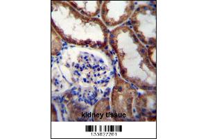 WNT16 Antibody immunohistochemistry analysis in formalin fixed and paraffin embedded human kidney tissue followed by peroxidase conjugation of the secondary antibody and DAB staining. (WNT16 antibody  (C-Term))