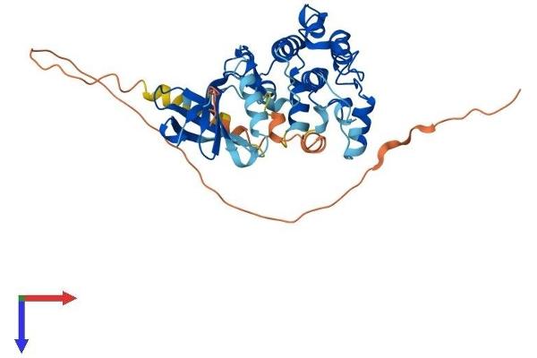 CAMK1D Protein (AA 1-385) (His tag)