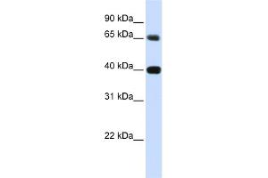 WB Suggested Anti-TMPO Antibody Titration:  0.