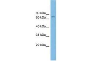 Image no. 1 for anti-Zinc Finger Protein 816A (ZNF816A) (AA 71-120) antibody (ABIN6744880) (Zinc Finger Protein 816A (ZNF816A) (AA 71-120) antibody)