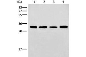 Western blot analysis of 293T and NIH/3T3 cell Mouse liver tissue lysates using ERCC1 Polyclonal Antibody at dilution of 1:600 (ERCC1 antibody)