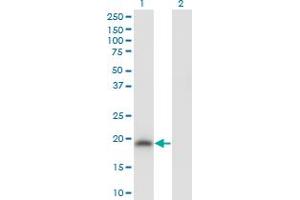 Western Blot analysis of POU5F1 expression in transfected 293T cell line by POU5F1 monoclonal antibody (M04), clone 3A10. (OCT4 antibody  (AA 81-164))