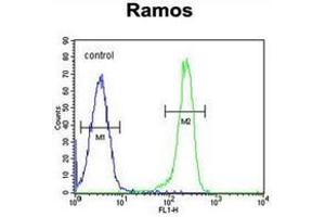 Flow cytometric analysis of Ramos cells using using PDE4B Antibody (Center) Cat. (PDE4B antibody  (Middle Region))