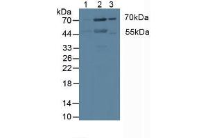 Figure. (PKC iota antibody  (AA 375-596))