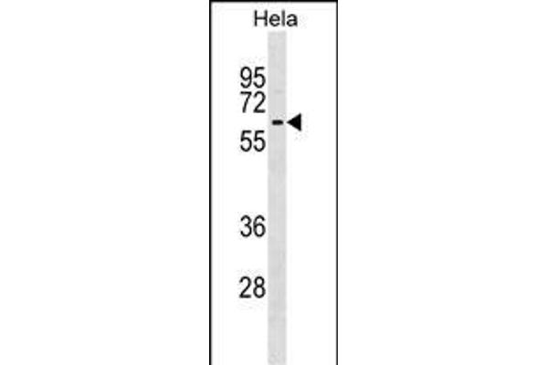 KLHL12 antibody  (C-Term)