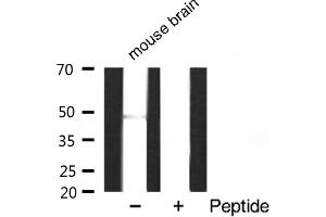 Western blot analysis of extracts of various sample,using GATA3 antibody. (HDAC3 antibody  (C-Term))