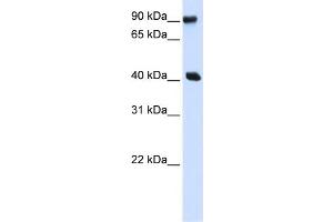 WB Suggested Anti-PBXIP1 Antibody Titration:  0.