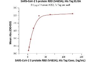 Immobilized Human ACE2, Fc Tag (Cat. (SARS-CoV-2 Spike S1 Protein (RBD, V483A) (His tag))