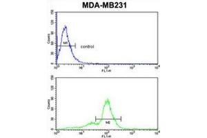 ACR Antibody (Center) flow cytometric analysis of MDA-MB231 cells (bottom histogram) compared to a negative control cell (top histogram). (Acrosin antibody  (Middle Region))