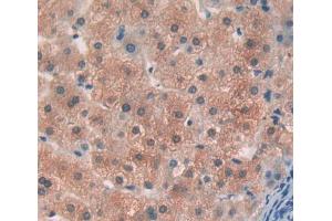 IHC-P analysis of liver tissue, with DAB staining. (OS9 antibody  (AA 466-667))