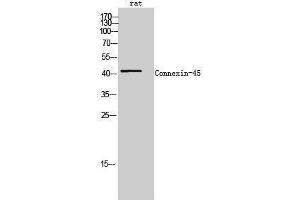 Western Blotting (WB) image for anti-Gap Junction Protein, gamma 1, 45kDa (GJC1) (C-Term) antibody (ABIN3184040)