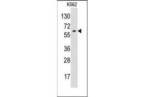Western blot analysis of anti-GPC6 Pab in K562 cell line lysates (35ug/lane). (Glypican 6 antibody  (N-Term))